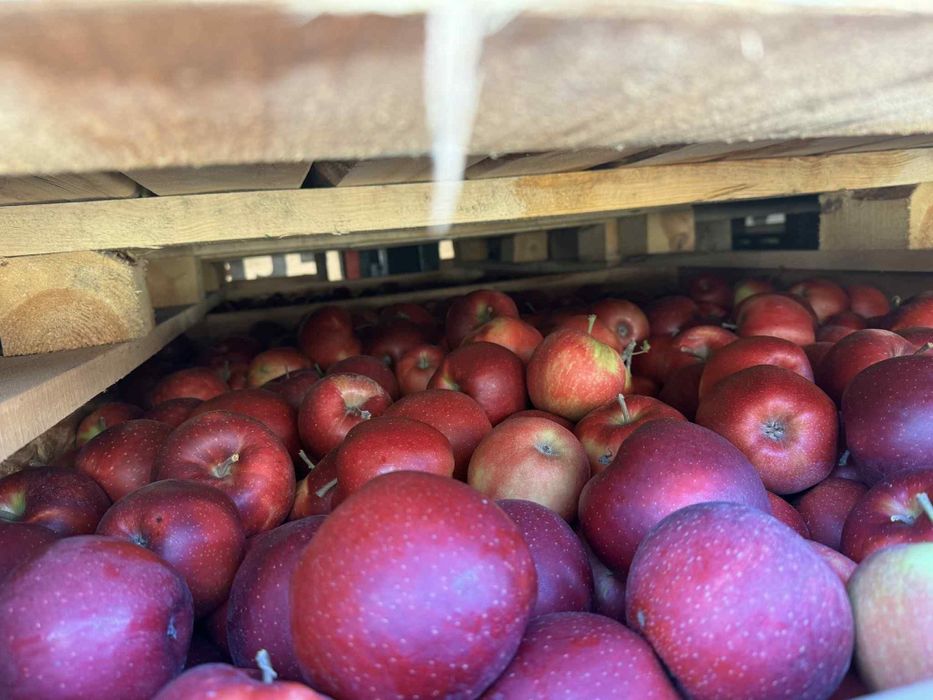 Vand mere Golden,Idared,Red prince