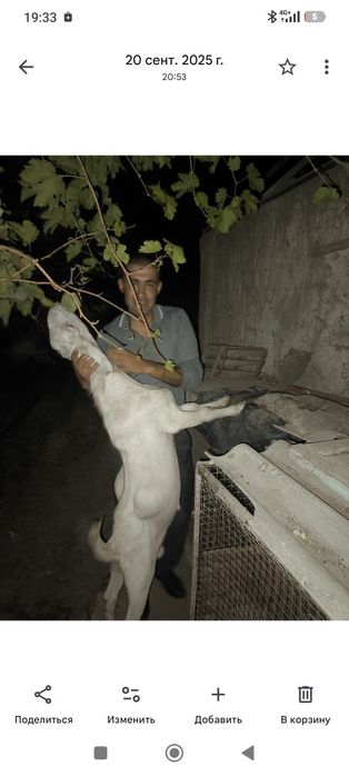 Занен ва Нубин такалар сут йуналиши