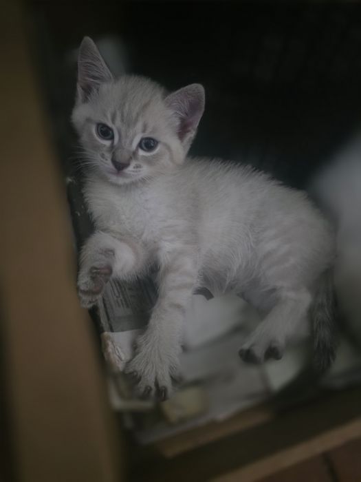 Отдам котят в добрые руки!