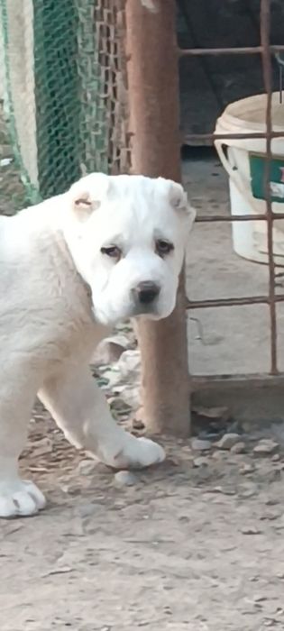 Алабай девочка .