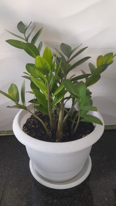 Үй гүлдері сатылады