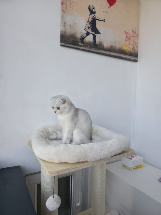 Scottish Fold shorthair/chinchila