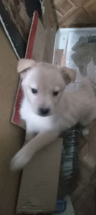 Подарю красивых щенков.