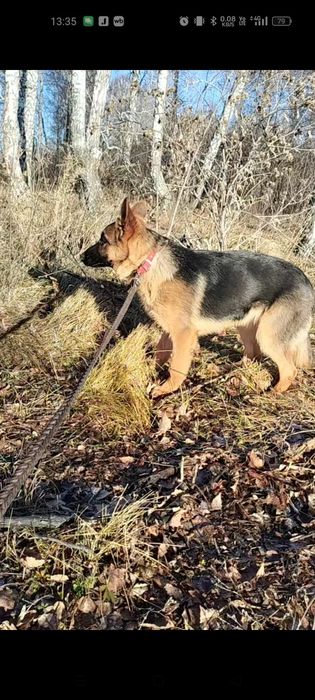 Щенок немецкой овчарки