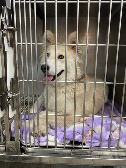 Собака Аманда в добрые руки!