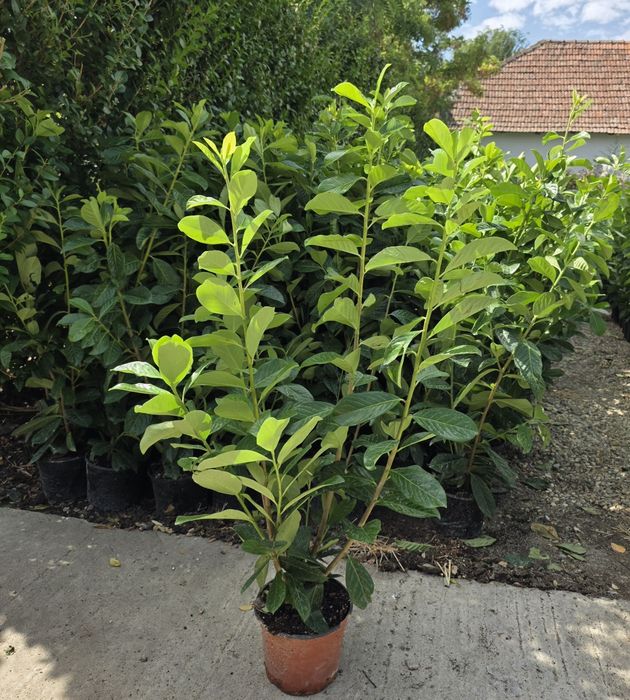 Prunus Laurocerasus Novita