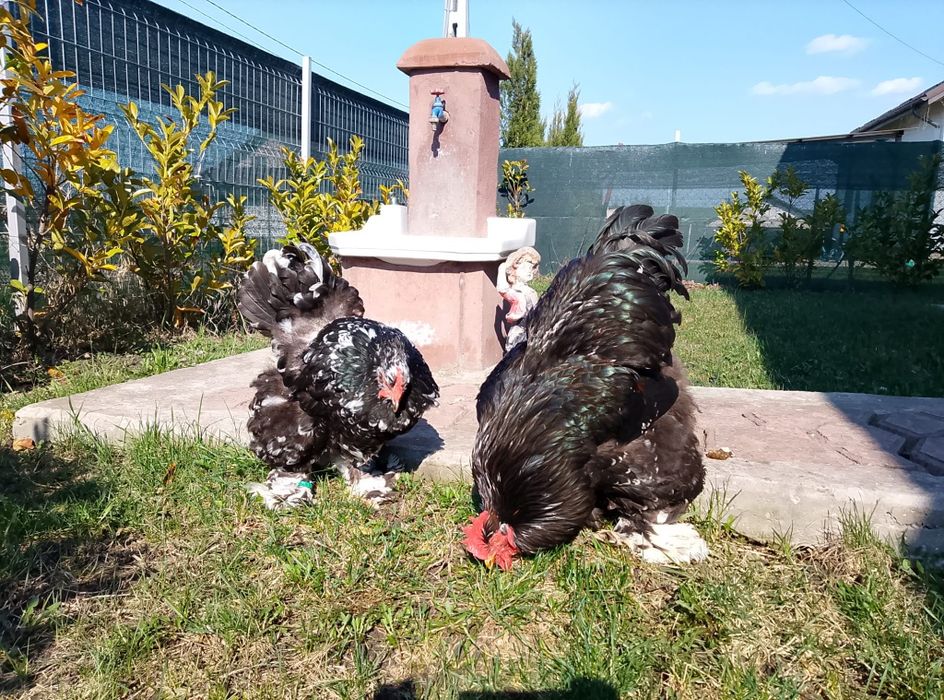 Pereche cochinchina negru bobat schimb cu porumbei  standard american sau king