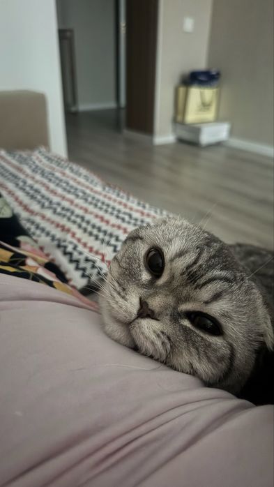 Отдам в добрые руку