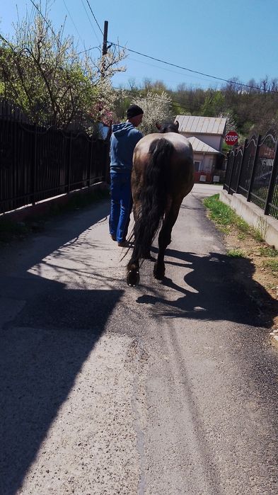 Vând mânz de 2ani și 5 luni sau schimb cu iapă la garanție !