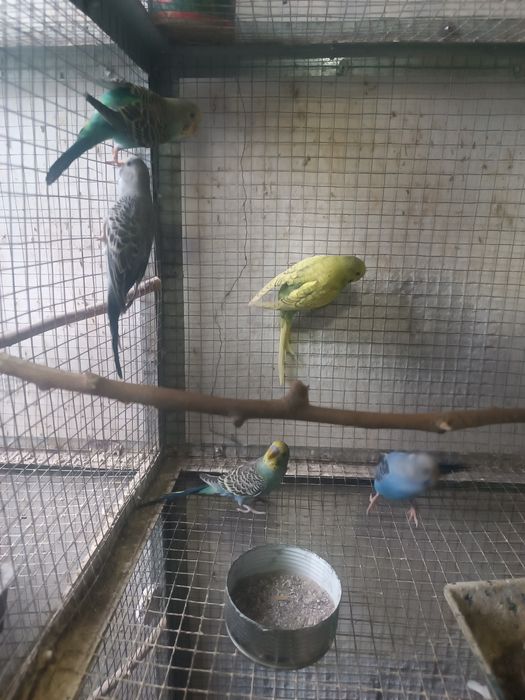 Продаются попугаи молодые валнистые