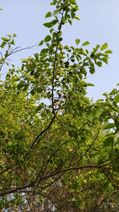 Продам дачный участок