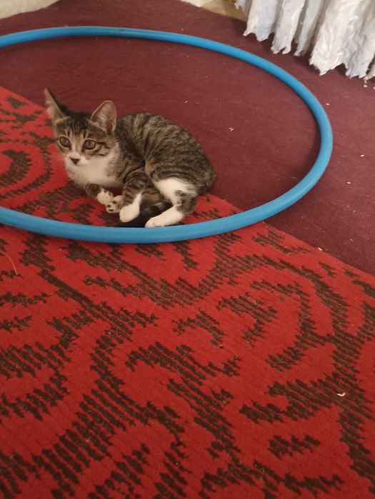 мушукчалар мехрибон кулларга мерамиз