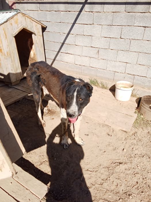 Ұялас иттер сатылады