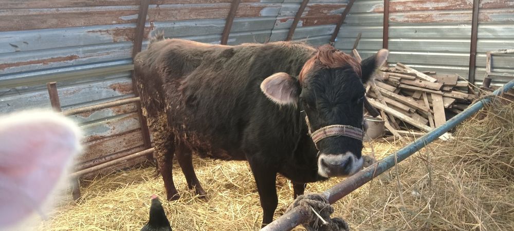 сутти сиыр сатылады