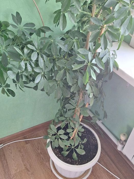 Шефлера, долларовое дерево