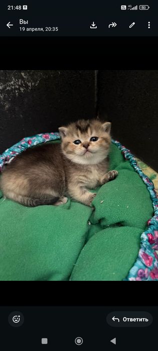 Золотые шиншиллы