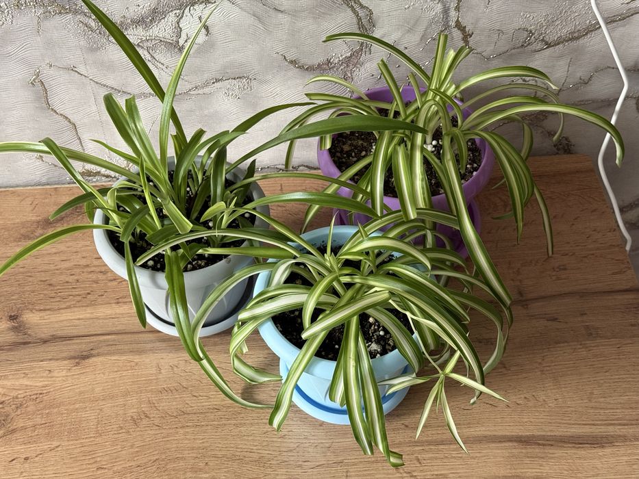 хлорофитумы. Растения домашние