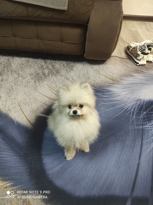 Померанский шпиц.Девочка