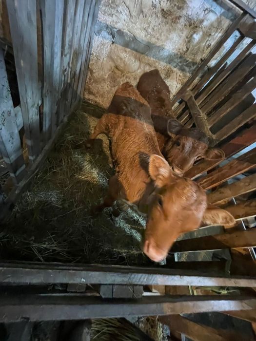 Телята недельные