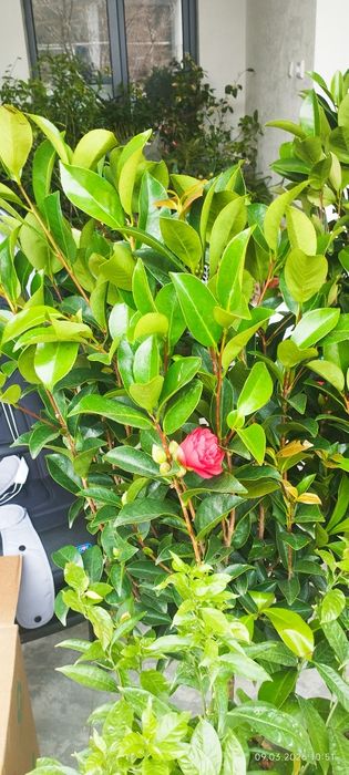 Камелия японский