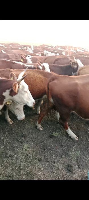 Перегной для вашего огорода и дачи