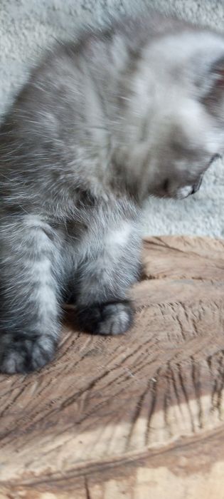 Продаю котенка, породы бретанец веслоухий,! Есть доставка платная.