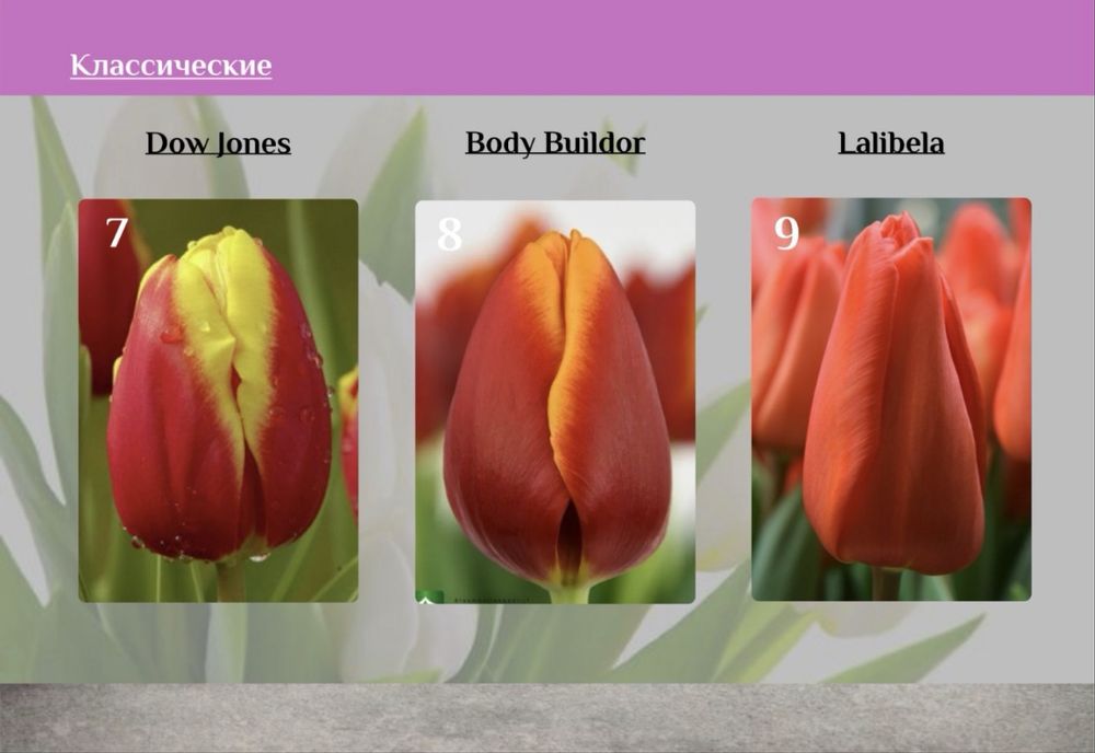 Тюльпаны Оптом от 395тг от 300шт‼️‼️‼️