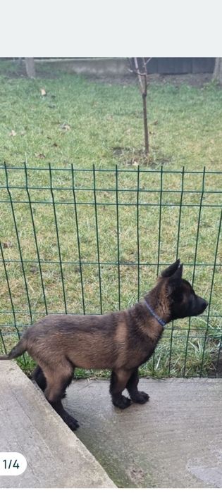 Belgian Malinois ,Pedigree tip A, 3.5 Luni