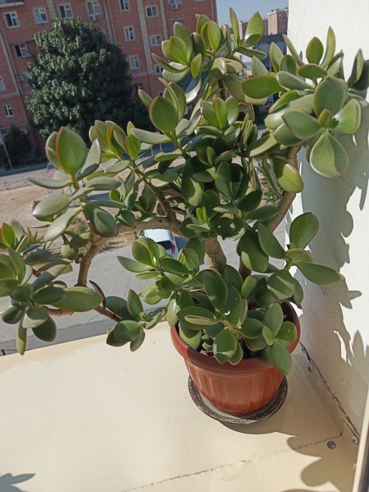 Хона гуллари сотилади