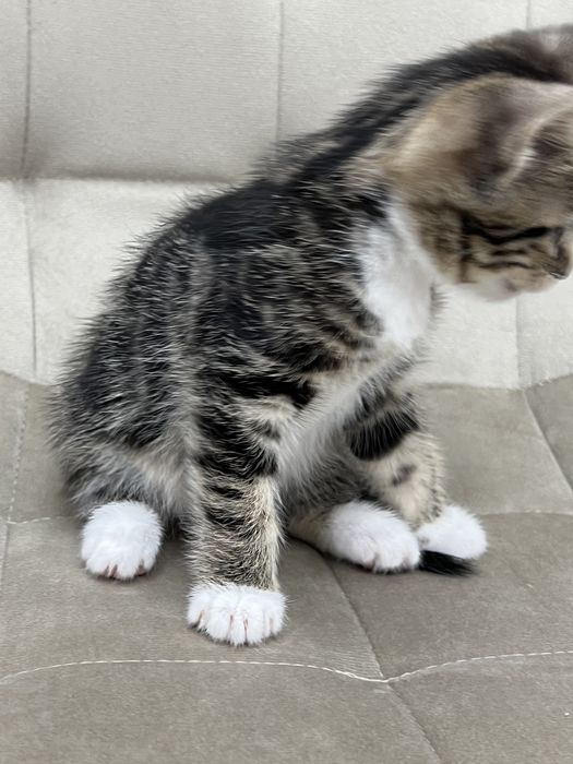 Отдадим котят в забртливые руки