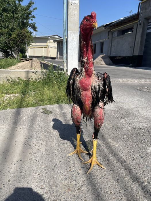 Xoroz sotiladi toshkenda