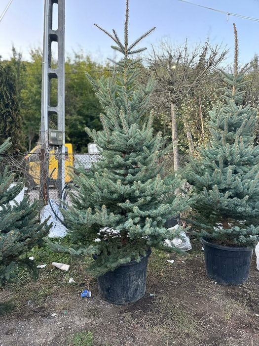 Brazi arginti și verzi