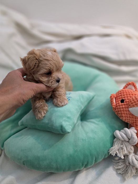 Maltipoo teacup, mini toy