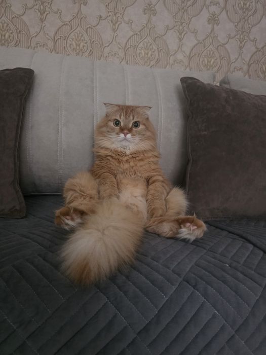 Отдам кота в хорошие руки