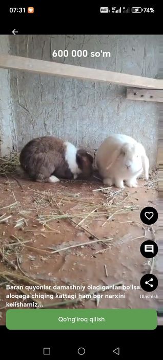 Zotdor quyonla uyda boqishga zo‘r paroda baran kotta quloq