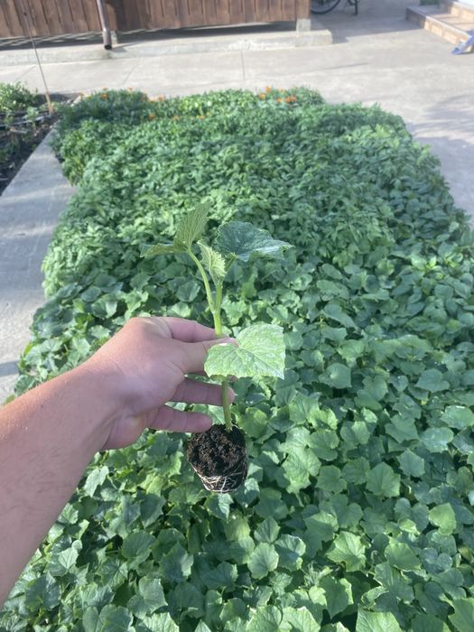 Rasad Legume  Profesionale