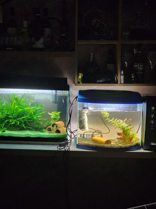 Acvariu , juwel de 60 litri