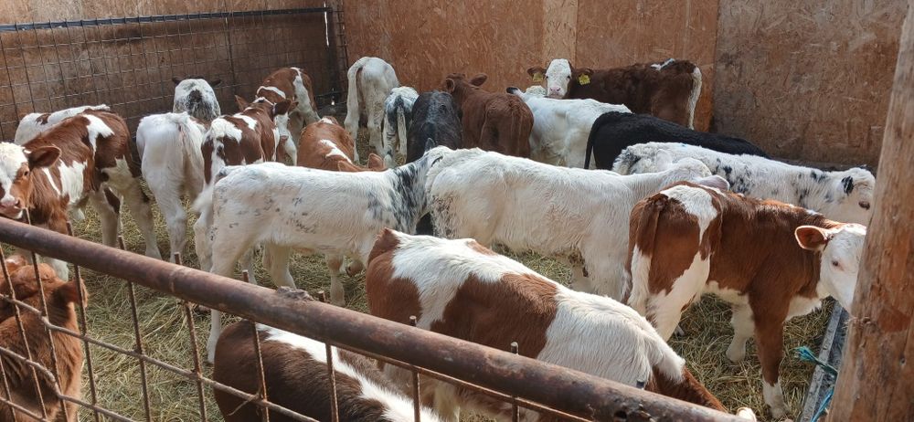 Vând vitei 2-8 saptamani