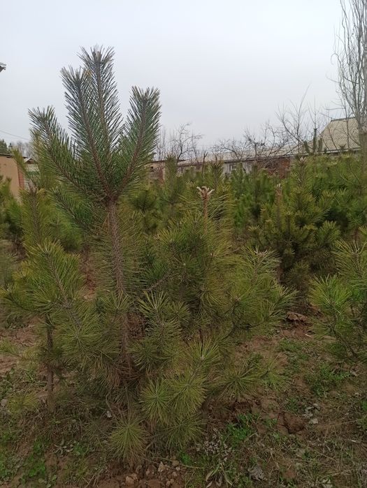 Қрим саснаси 1-2.5 метр Денов тумани нархи келишилади .Рабиулло