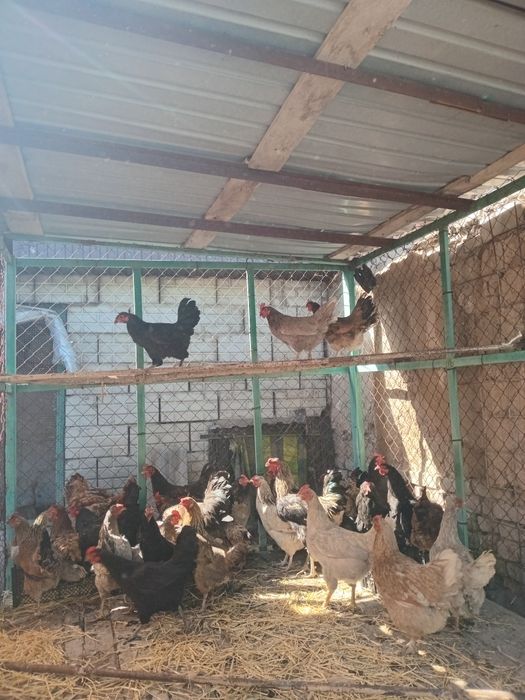 Продам курей домашних