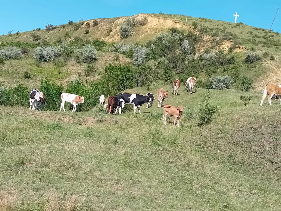 Vând Vaci și Viței din Iași, Belcești