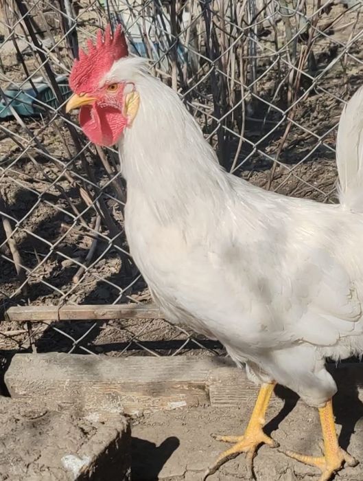 Cocoș metis  Cream Legbar × Leghorn,