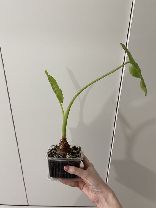 Алоказия Одора по скидке!