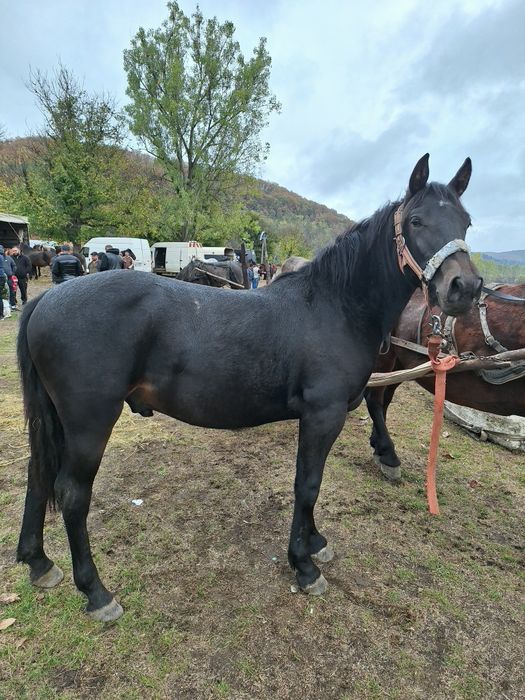 Vand  mânz armasar de 1 an jumate