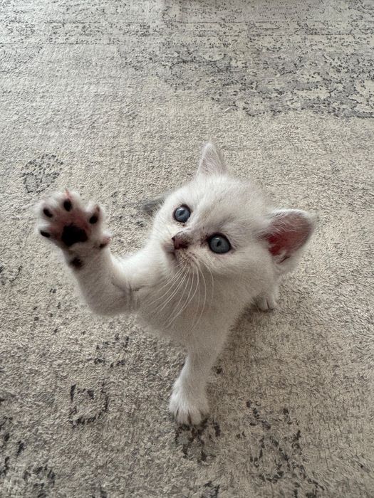Puiut British Shorthair chinchilla silver