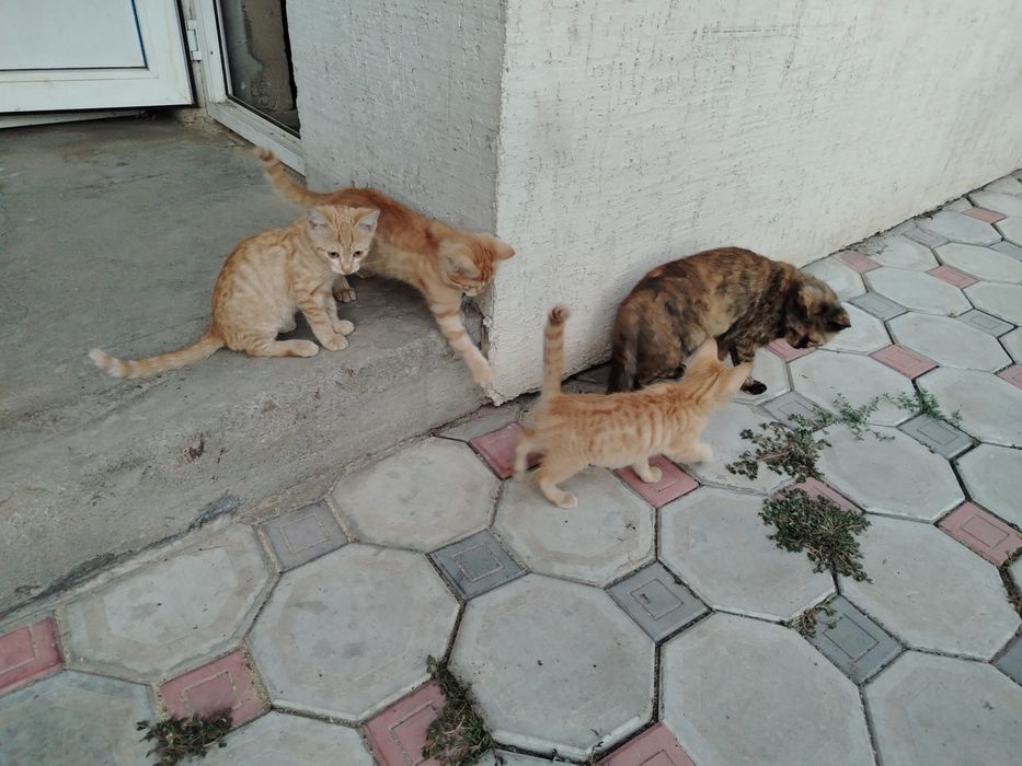 Отдам котят бесплатно