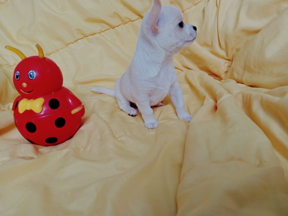 Щенки Чихуахуа мальчики.