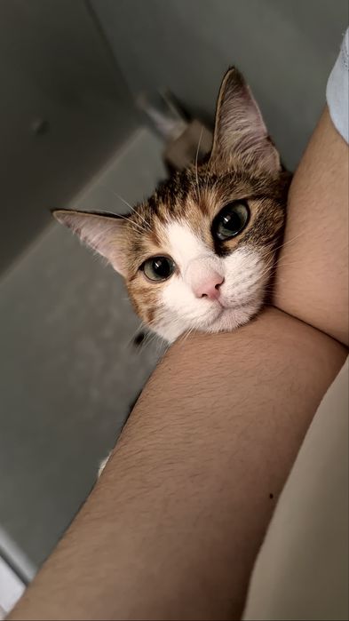 Отдам кошку по кличке Локи