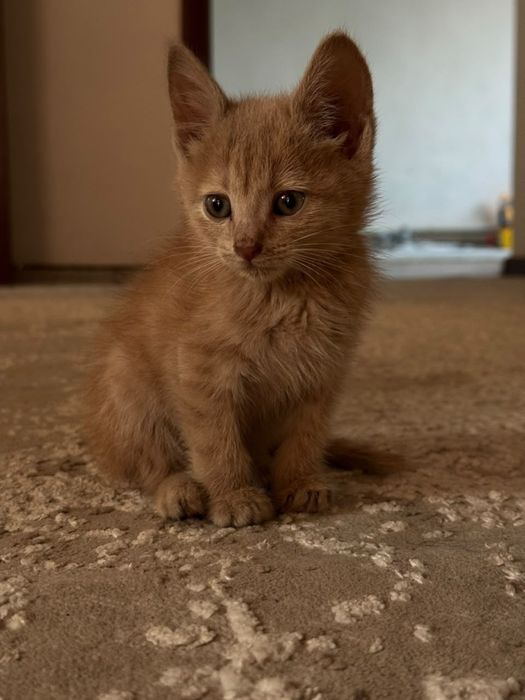Отдаю кота. Бесплатно.