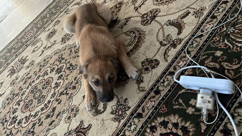 Отдаём щенка девочку в хорошие руки